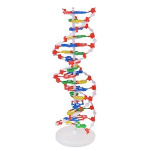 דגם DNA