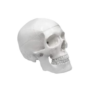 דגם גולגולת