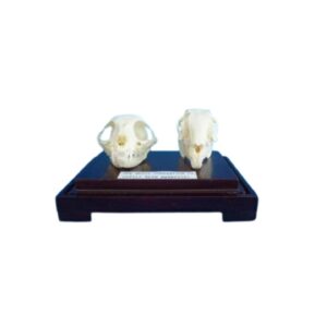 גולגולת חתול וארנב