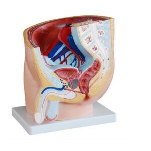 דגם אגן זכר