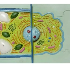 דגם-השוואה בין תא חיי תא צמחי