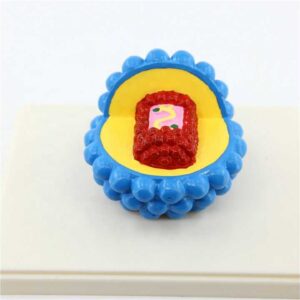 דגם וירוס איידס