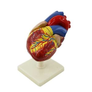 דגם לב גודל טבעי מתפרק 4 חלקים