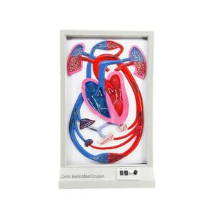 דגם מחזור דם חשמלי