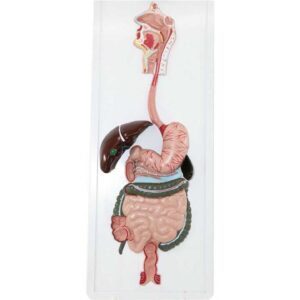 דגם מערכת עיכול