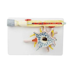 דגם מערכת עצבים