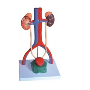 דגם מערכת שתן