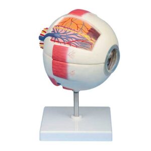 דגם עין מתפרק