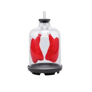 דגם ריאות משופר