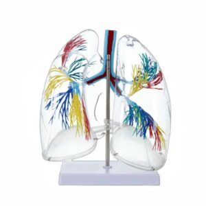 דגם ריאות שקוף