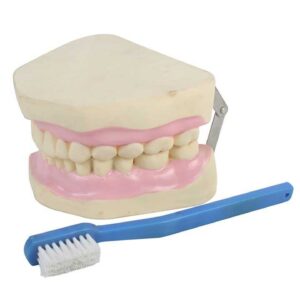 דגם שיניים עם מברשת