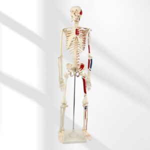 שלד אדם 85 ס''מ צבעוני