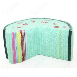 דגם חתך בגבעול דו פסיגי